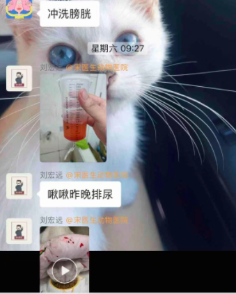 毒猫粮|网易严选吃到闭尿,尿血,肾衰